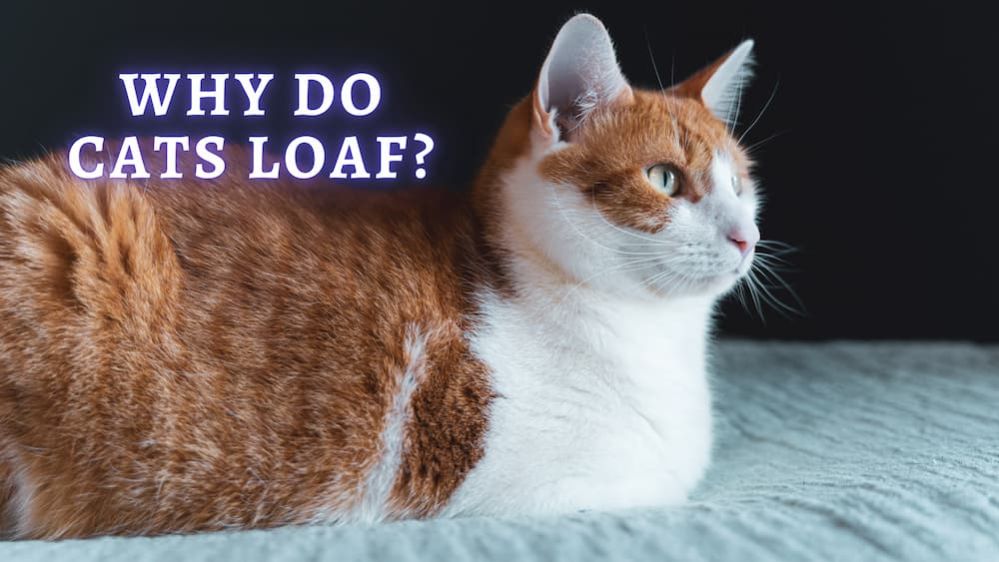Why Do Cats Loaf Why does Cat Sitting with legs Tucked Under?