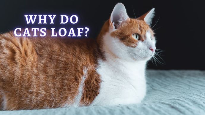 why do cats loaf