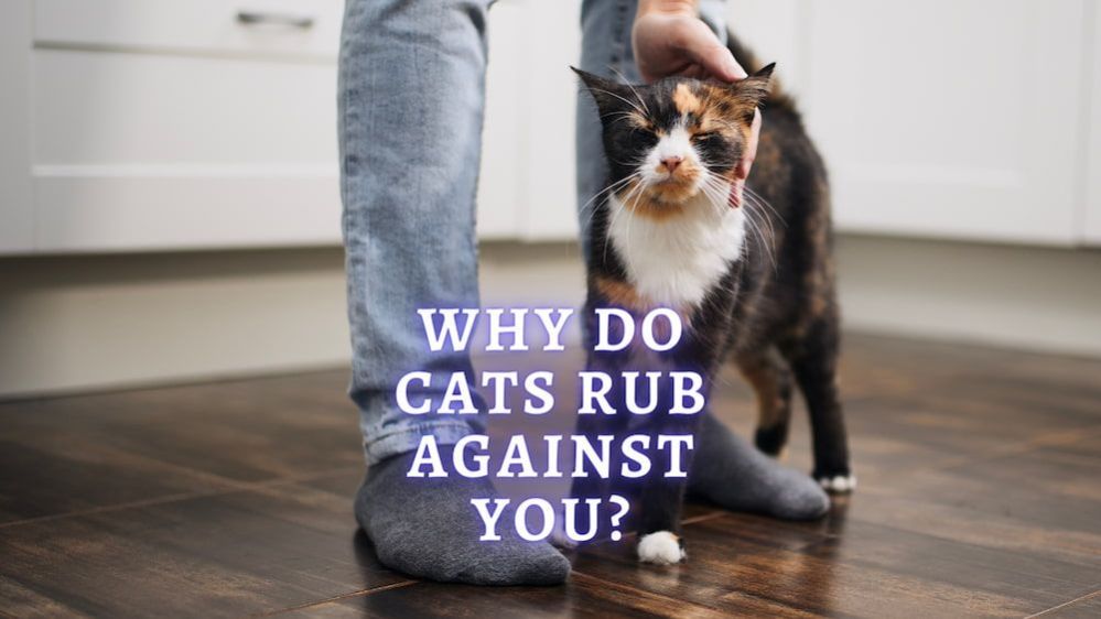 Why Do Cats Rub Against You 8 Most Common Reasons
