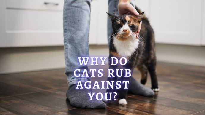 why do cats rub against you