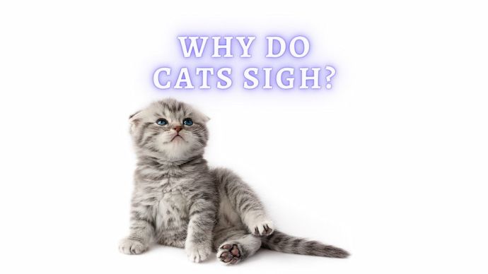 why do cats sigh