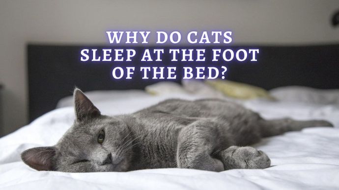 why do cats sleep at the foot of the bed