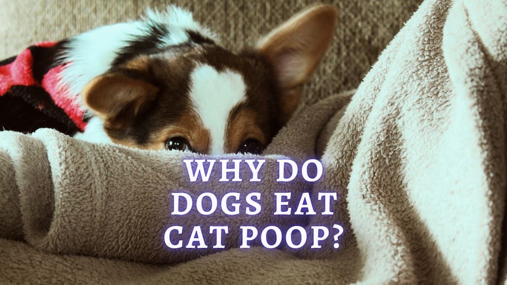 why do dogs eat cat poop