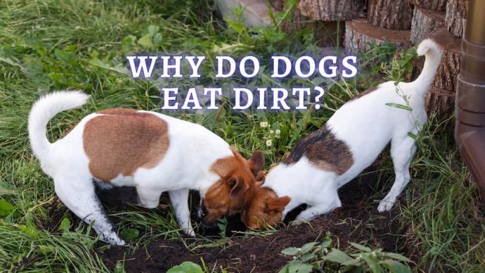 why do dogs eat dirt