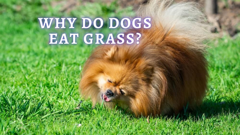 Why Do Dogs Eat Grass? Dog Eating Grass 5 Reasons Why