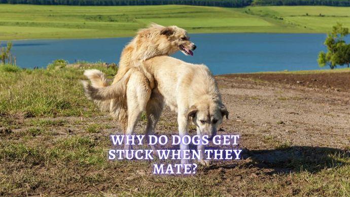 why do dogs get stuck when mating