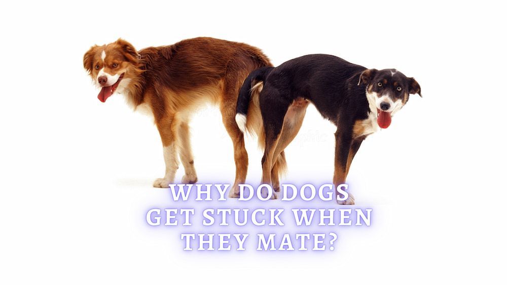 why do dogs get stuck