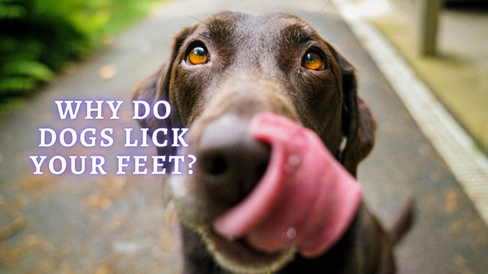 ≡ Why Does My Dog Lick My Feet Reasons Why Do Dogs Lick Your Feet