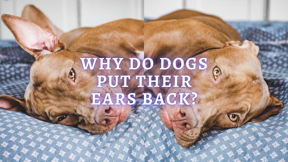 why do dogs put their ears back