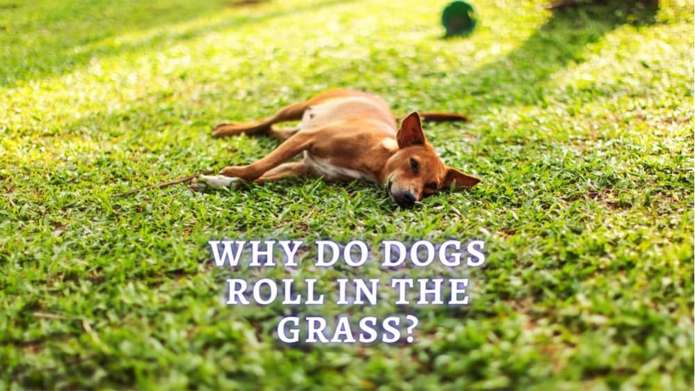 Why Do Dogs Roll in the Grass? How To Stop It?