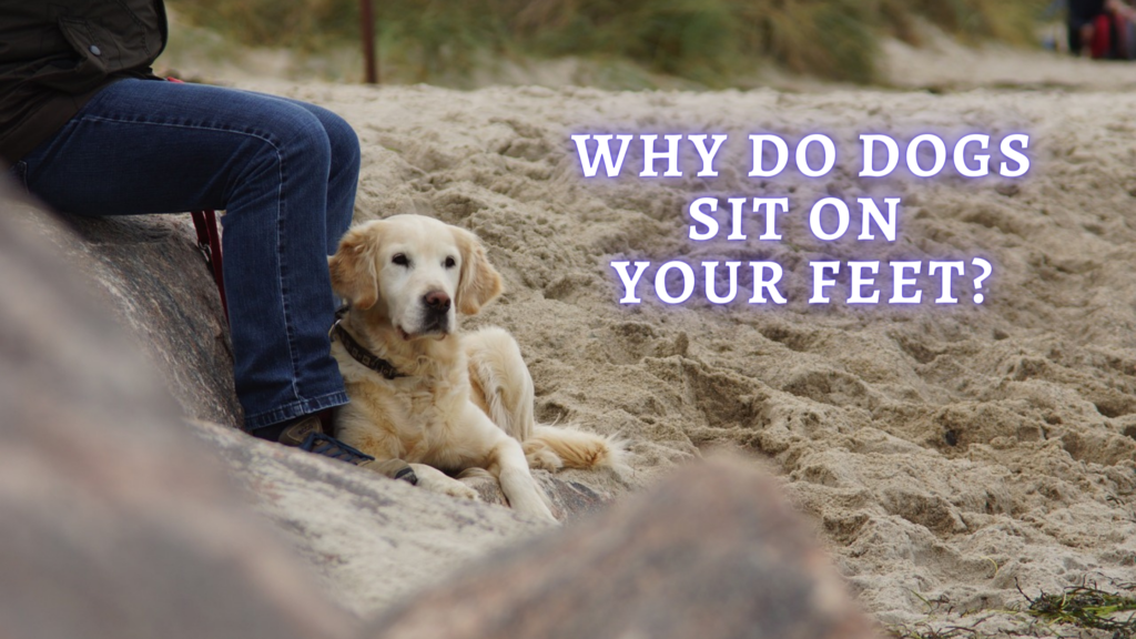 ≡ Why do Dogs Sit on Your Feet Reasons Why does my Dog Sit on me