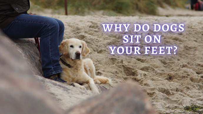 why do dogs sit on your feet