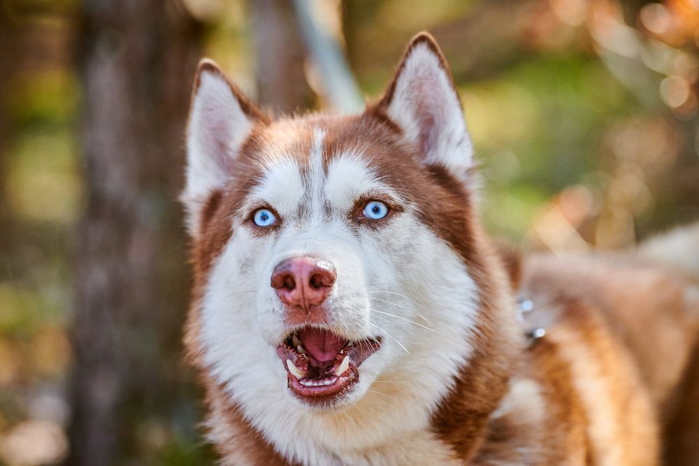 why do huskies make so much noise