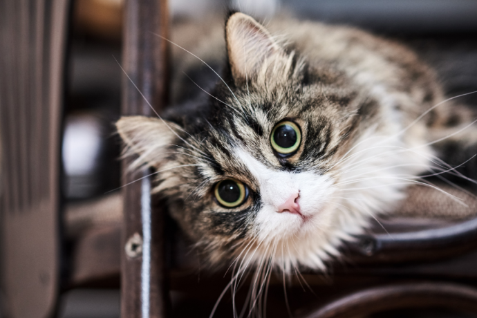 Why do Kittens Become Sick?