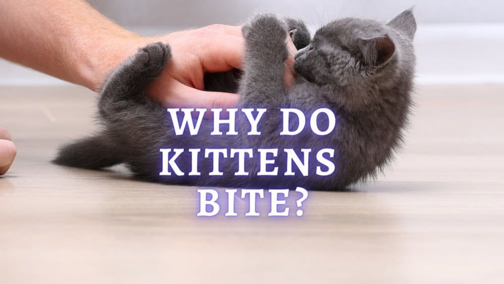 Why Do Kittens Bite? How To Teach Kitten Not to Bite?