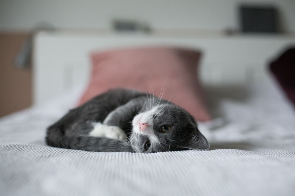🐾How Much Do Kittens Sleep? Everything About Kittens Sleeping Habits