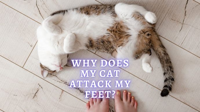 why does my cat attack my feet