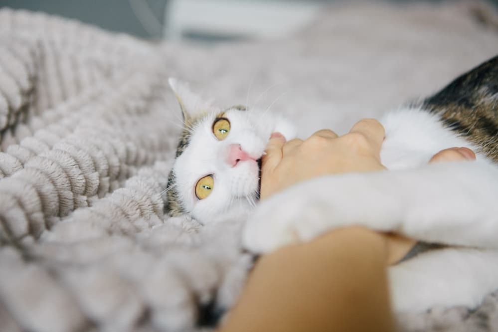 Why Does My Cat Attack My Feet? Reasons and Solutions