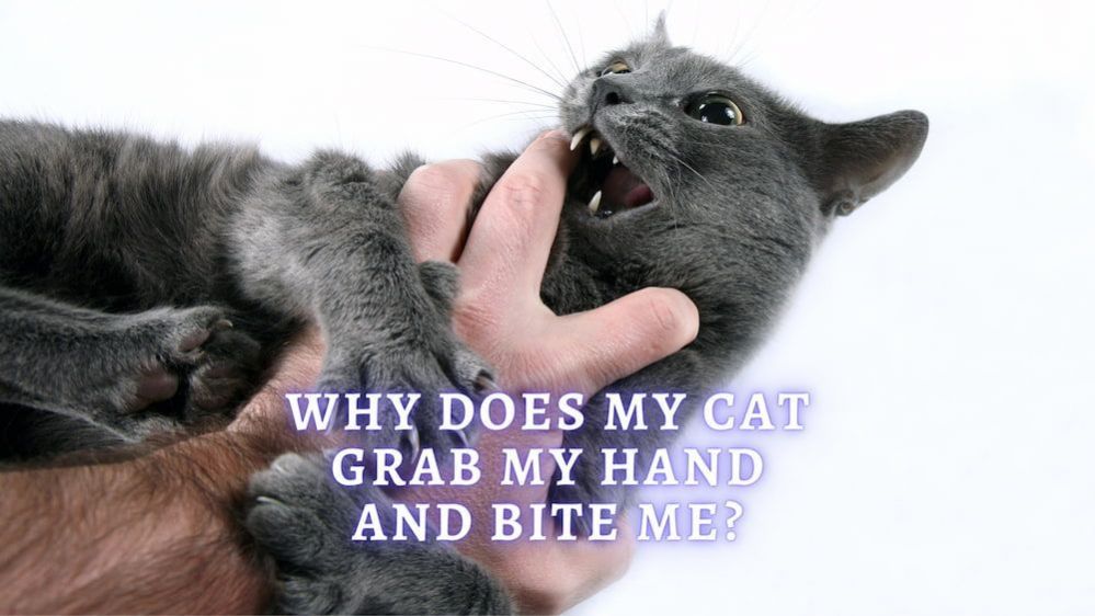 Why Does My Cat Grab My Hand and Bite Me? 8 Reasons Why They Do it