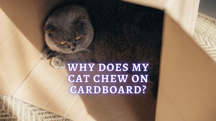 why does my cat chew on cardboard