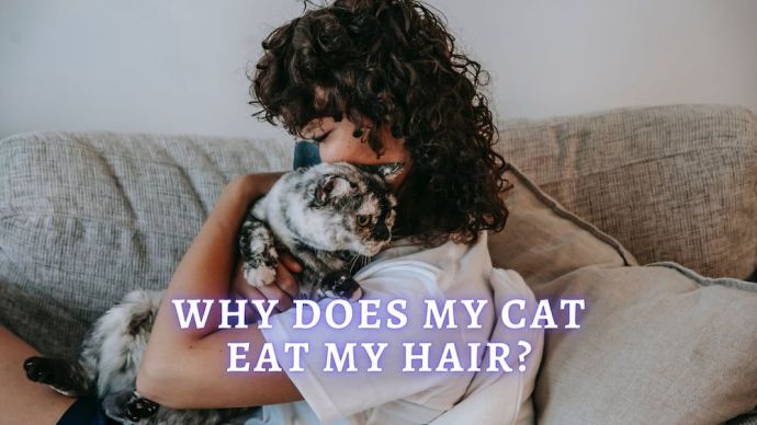 why does my cat eat my hair