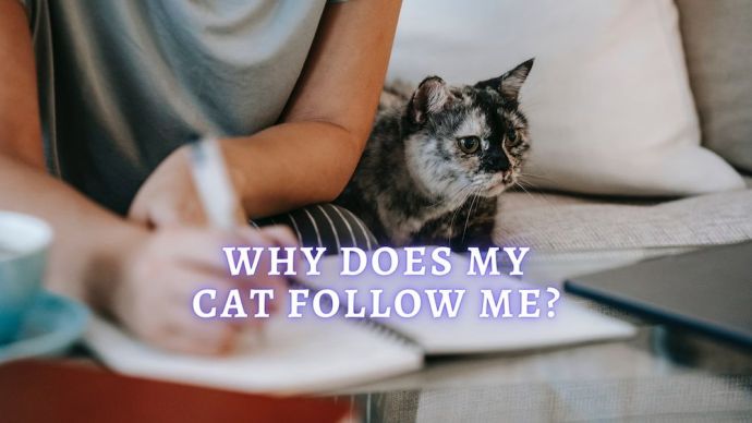 why does my cat follow me