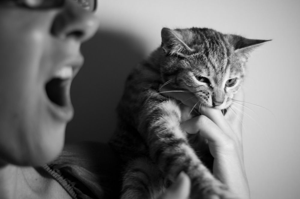 Why Does My Cat Grab My Hand and Bite Me? 8 Reasons Why They Do it