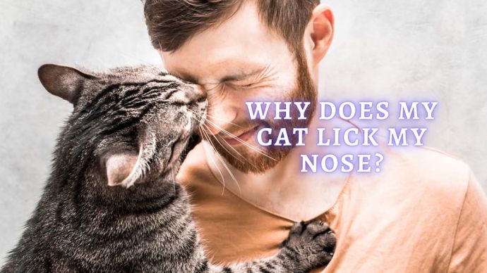 why does my cat lick my nose