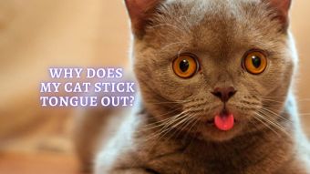 Cat Sticking Tongue Out: Why Is My Cat's Tongue Sticking Out?