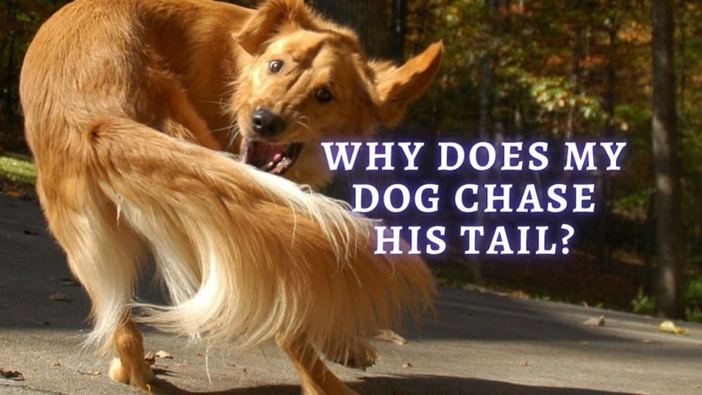 ᐉ Why Do Dogs Chase Their Tails: How To Stop Dog From Chasing Tail