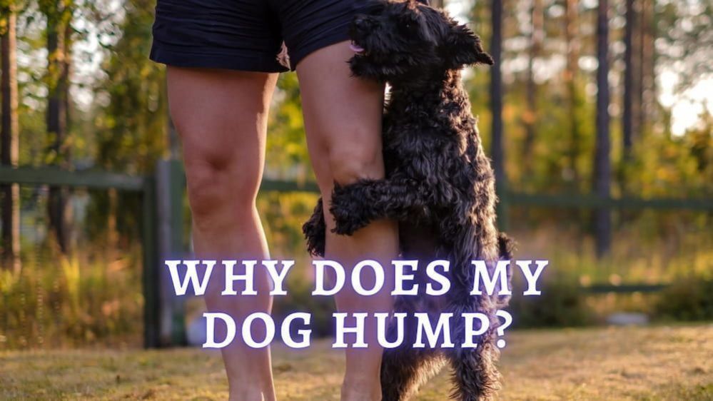 Why Do Dogs Hump Why does my dog hump me and no one else?