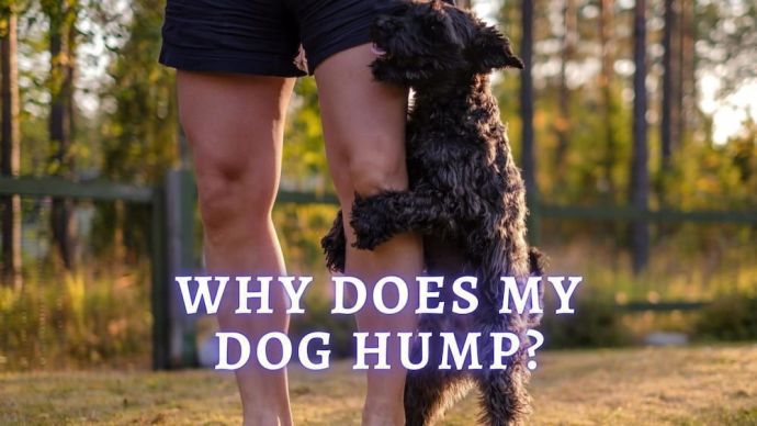why does my dog hump