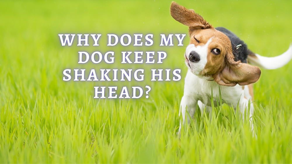 Dog Keeps Shaking Head 12 Reasons Why Your Dog Keep Shaking Head