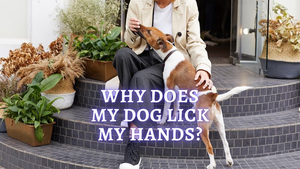 why does my dog lick my hands