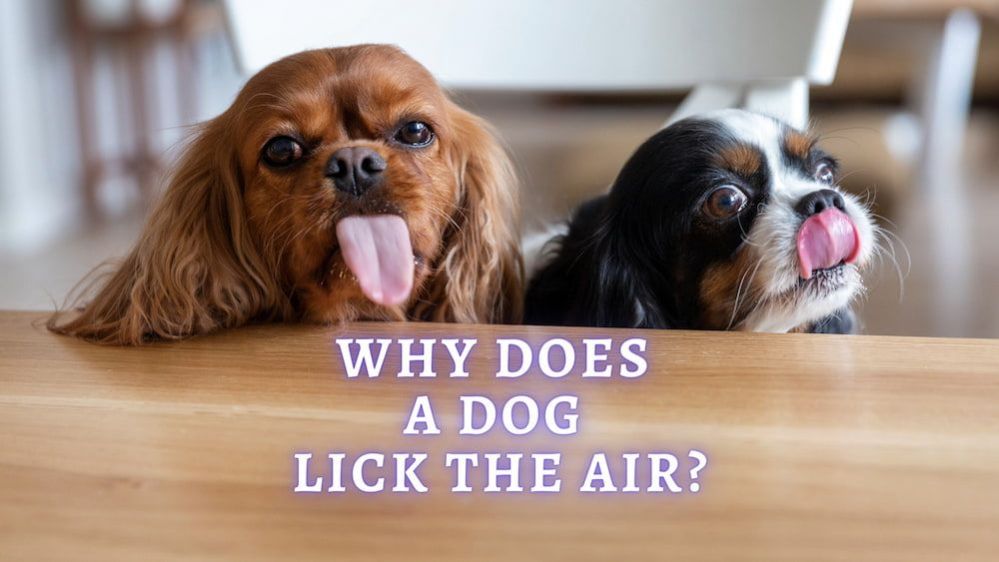 Why Does My Dog Lick The Air? How To Prevent Air Licking?