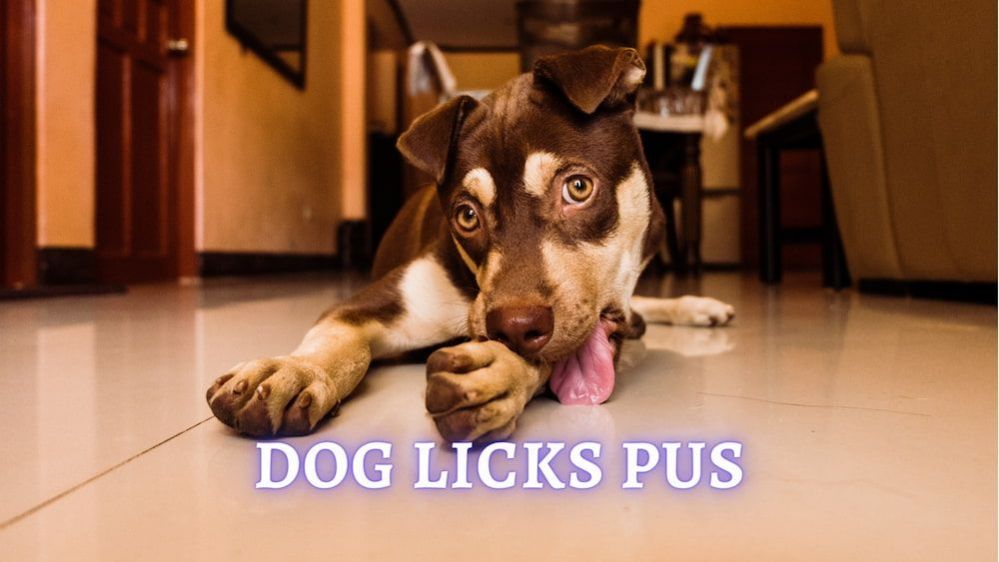 Dog Licks Pus Why Do Dogs Lick Them and How To Stop It