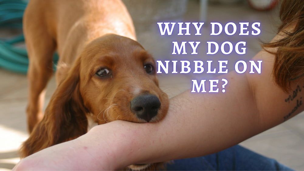 why does my dog nibble on me