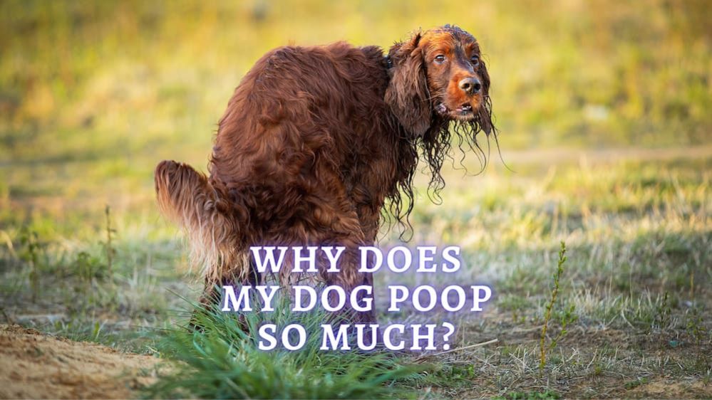 Why Does My Dog Poop So Much? How do I stop my dog pooping so much?