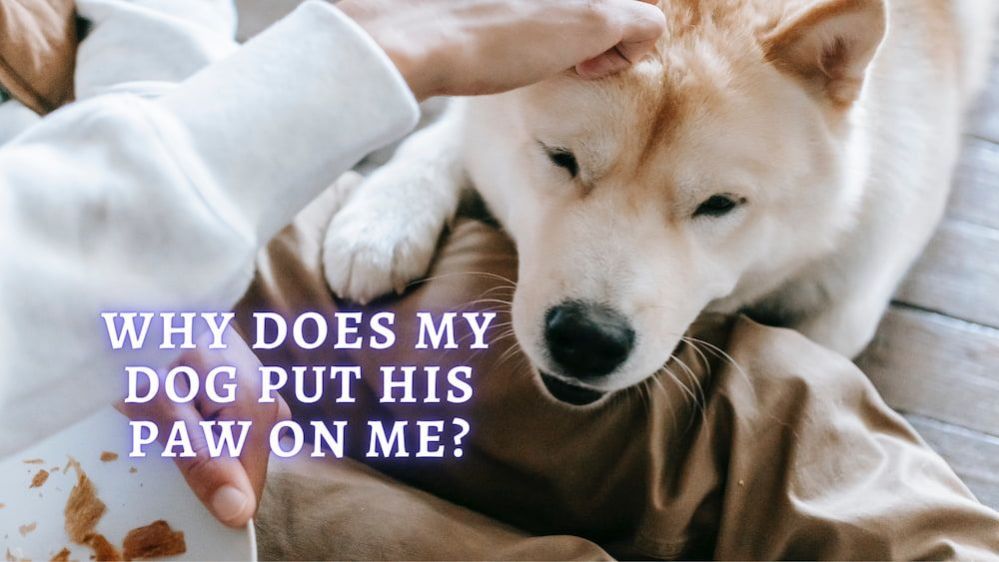 ᐉ Why Does My Dog Put His Paw on Me Reasons Dog Puts Paw on me