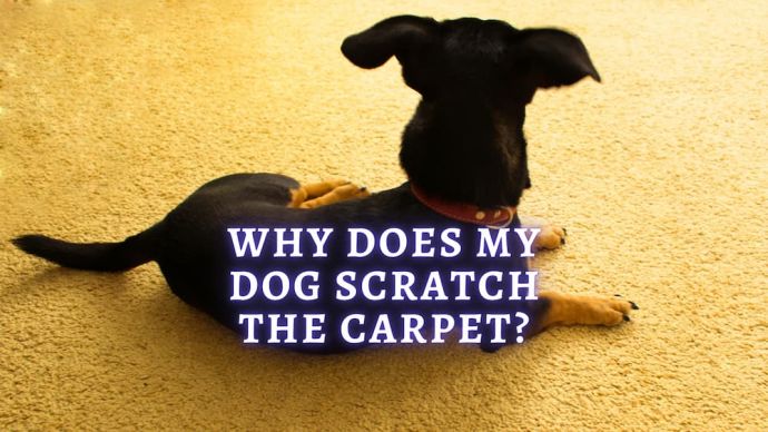 why does my dog scratch the carpet