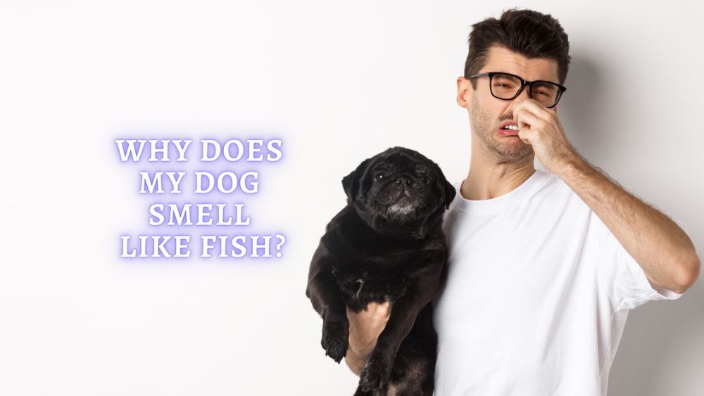 Dog Smells Like Fish 6 Reasons Why Does My Dog Smell Like
