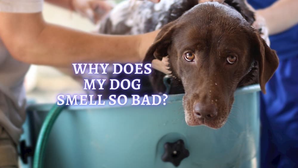 Why Does My Dog Smell So Bad? Dog Stinks Causes