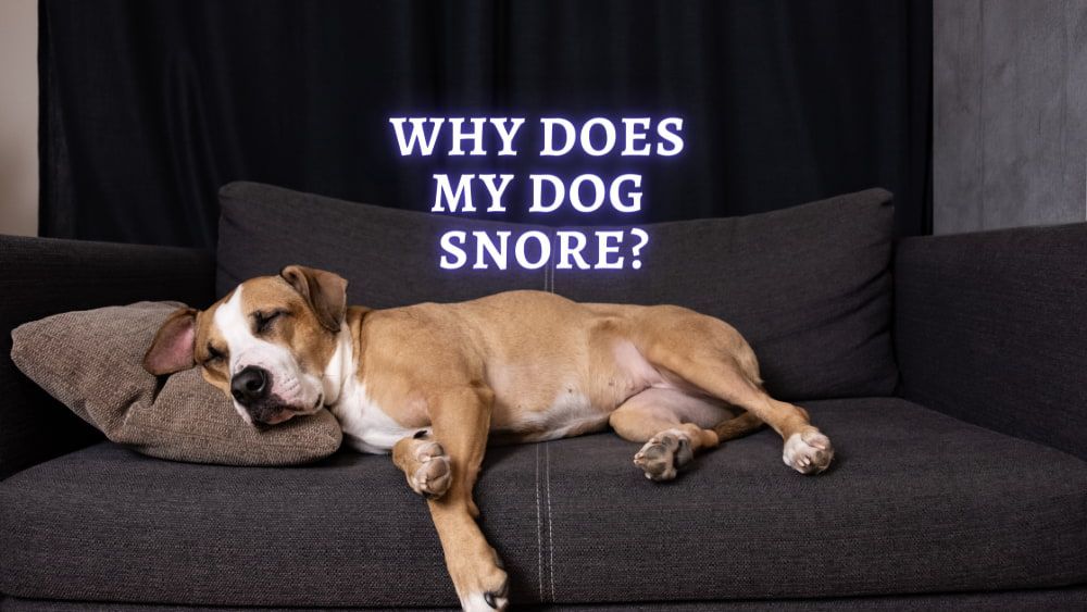 ᐈ Why Does My Dog Snore Is it Normal for Dogs to Snore?