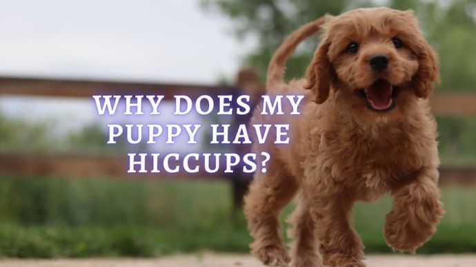 why does my puppy have hiccups