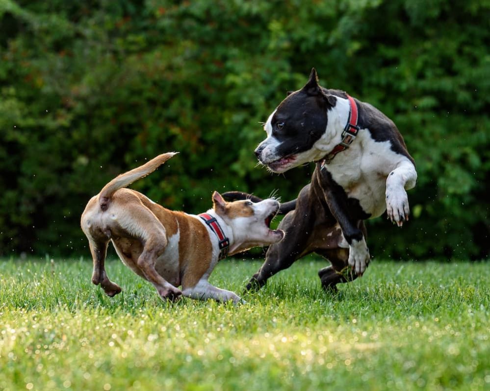 how-to-stop-my-dog-from-biting-when-excited