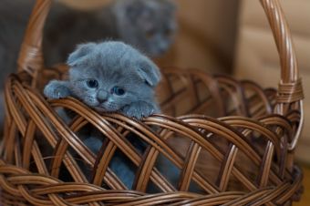 Why Is My Cat Always Hungry? (Vet Approved Advice)