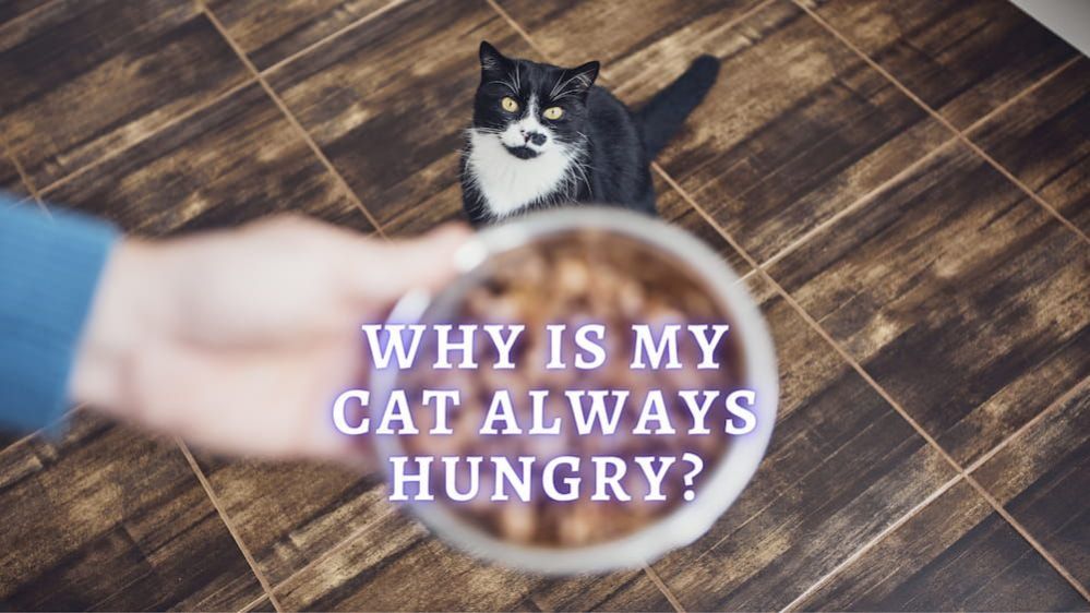 Why Is My Cat Always Hungry Vet Approved Advice 