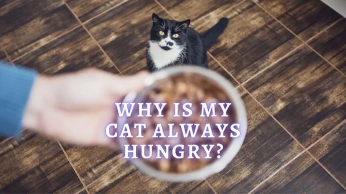 why is my cat always hungry