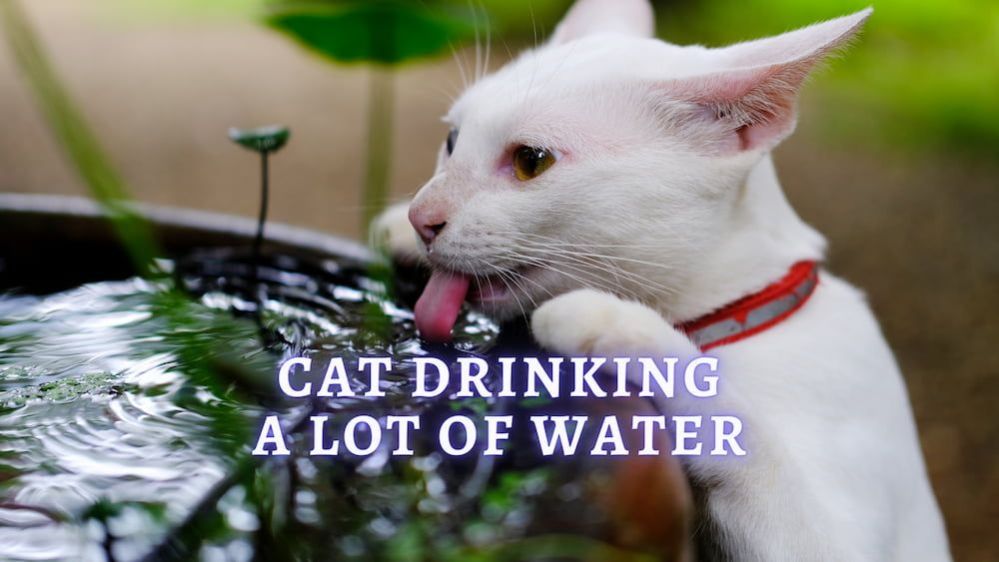 Cat Drinking a Lot of Water Why is my cat drinking more water than usual?