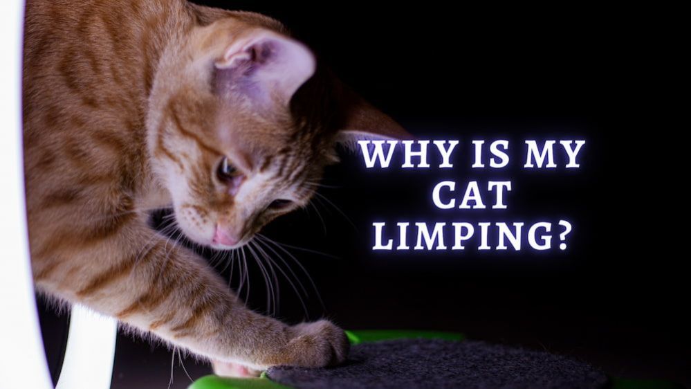 Cat Limping 5 Common Causes Of Limping In Cats